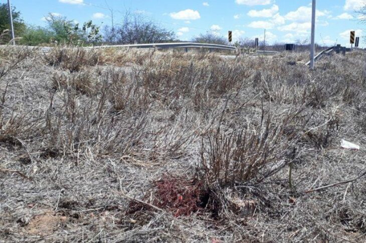 O corpo do homem não identificado foi encontrado às margens da BR-030,em Brumado,no Sudoeste da Bahia, na quinta-feira (26). Foto: Lay Amorim/Achei Sudoeste