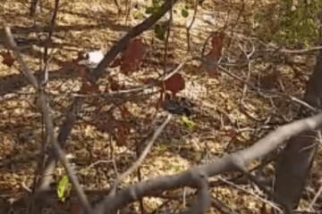 O corpo do homem sem identificação foi encontrado pendurado com uma corda no pescoço, amarrada em uma árvore, no Lote Plínio, em Carinhanha, na tarde desta quinta-feira (5).Foto: PM