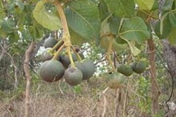 Imagem ilustrativa do pequi em Caetité