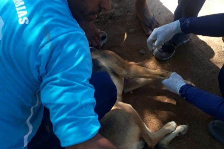 Testes rápidos de leishmaniose canina são realizados na zona rural do município de Malhada. Foto: ASCOM
