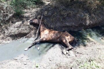 O animal caiu no córrego na manhã desta quarta-feira (27), em Guanambi.Foto: Superintendência de Trânsito.
