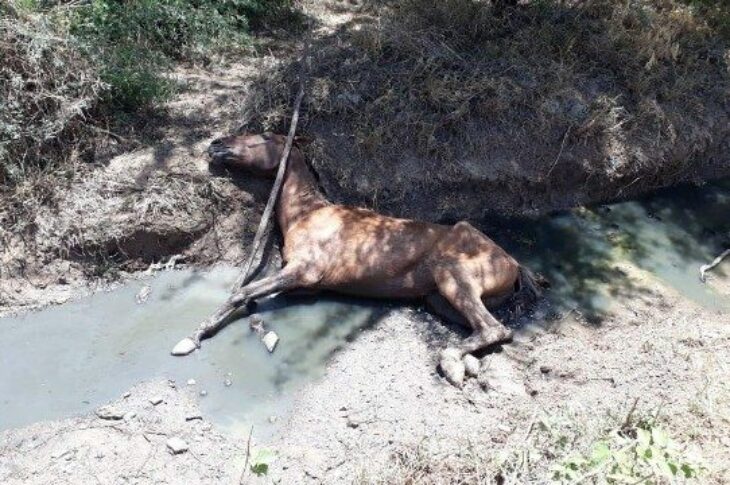 O animal caiu no córrego na manhã desta quarta-feira (27), em Guanambi.Foto: Superintendência de Trânsito.