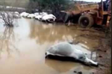 O raio matou os animais na noite de domingo (17), na zona rural de Malhada,no Sudoeste da Bahia.Reprodução.