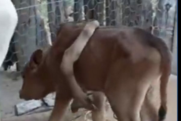 O bezerro nasceu com cinco patas no dia 29 de outubro, na fazenda Piçarra,zoa rural de Riacho de Santana,no Sudoeste da Bahia.