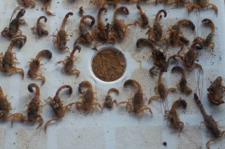 Animais coletados no distrito de Canabrava,em Malhada,nesta quinta-feira (12).Foto: Vigilância