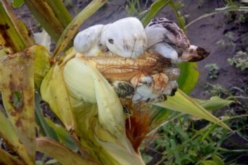 Agricultor Roberta Claudia Sena Dourado,morador do Batizal ,em Carinhanha.Foto: reprodução Mario Bittencourt.