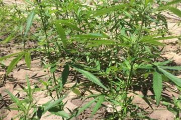 Mais de 18 mil pés de maconha foram apreendidos durante operação da polícia, em Correntina. Foto: Polícia Militar.