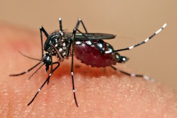 Dengue