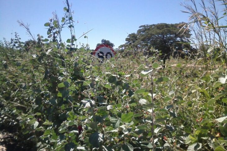 Placas de sinalização estão cobertas pelo matagal na BA-161, em Carinhanha. Foto: reprodução.