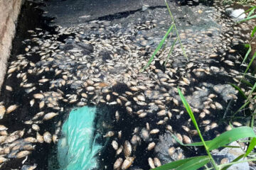 Peixes encontrados mortos em Guanambi. Foto: Blog do Latinha.