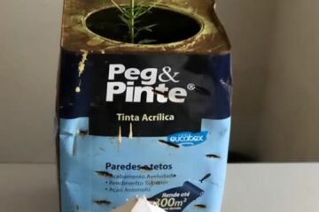 Cannabis Sativa apreendida. Foto: PM.