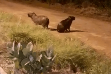 Capivaras na BR-030 em Guanambi. Foto: reprodução Agência Sertão.