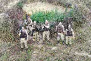 Plantação de maconha em Vitória da Conquista. Foto: Cipe/Sudoeste.