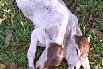 Bezero nasce com duas cabeças. Foto: ilustrativa.