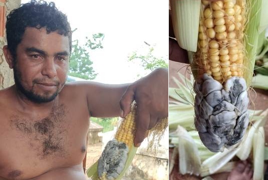 Fungo 'Huitlacoche' Aparece Em Plantação De Milho Na Zona Rural De ...