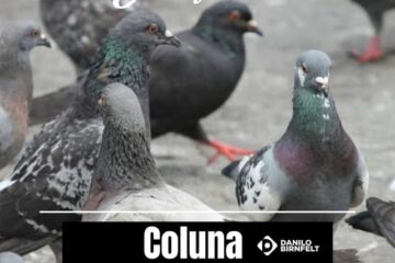 Pombo-imagem da coluna Danilo.