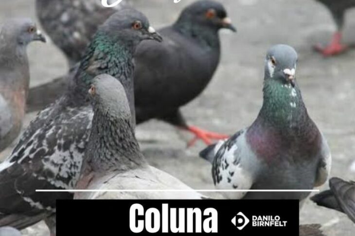 Pombo-imagem da coluna Danilo.
