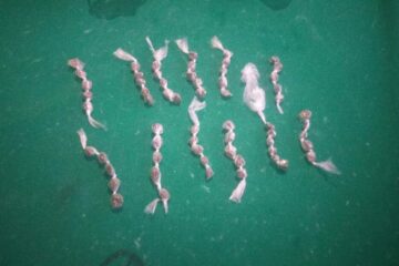 Drogas apreendidas com o quarteto em Guanambi. Foto: PM.