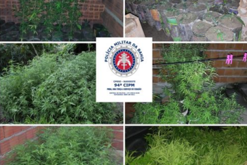 Homem que cultivava 1000 pés de maconha no quintal de casa é preso em Caetité. Foto: PM.