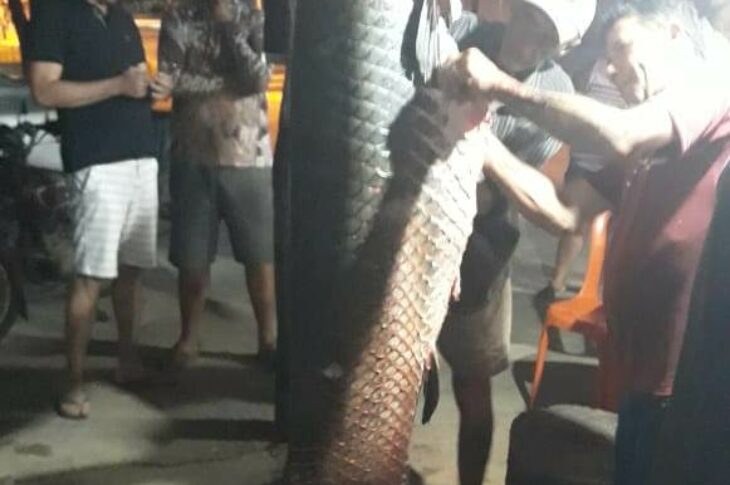 Pirarucu é capturado por pescadores na barragem de Ceraíma. Foto: Pescadores.