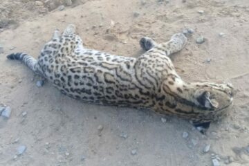 Jaguatirica é encontrada morta na BR-30. Foto: Duaci Santos.