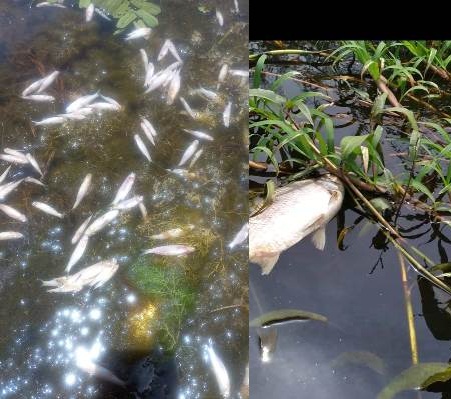 Centenas de peixes são em encontrados mortos em lagoa. Foto: Leitor do Folha do Vale.