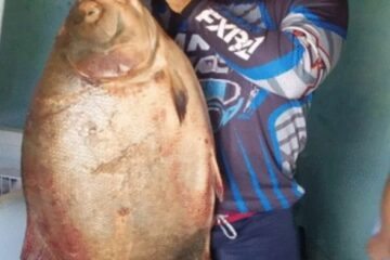 Tambaqui gigante é pescado em Carinhanha. Foto: reprodução Carinhanha Urgente