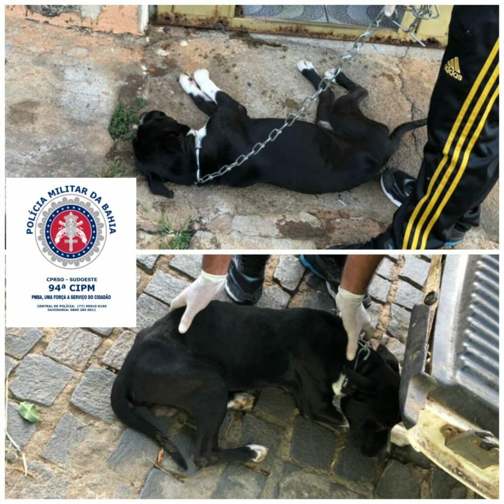 Cães vítimas de maus-tratos são resgatados pela Polícia Militar em Caetité. Foto: PM.