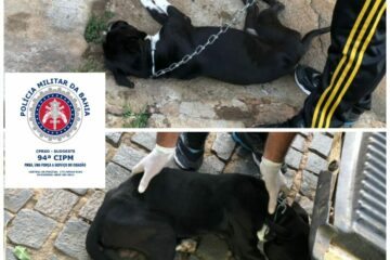 Cães vítimas de maus-tratos são resgatados pela Polícia Militar em Caetité. Foto: PM.