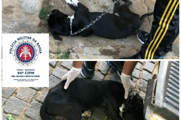 Cães vítimas de maus-tratos são resgatados pela Polícia Militar em Caetité. Foto: PM.