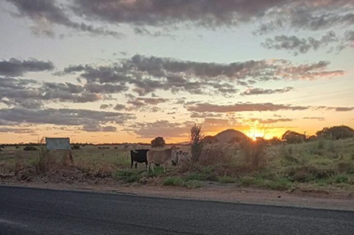 Animais na pista em Guanambi. Foto: SMTran.