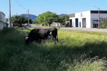 Superintendência de Trânsito recolhe animais soltos na BR-122. Foto: Smtran