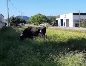 Superintendência de Trânsito recolhe animais soltos na BR-122. Foto: Smtran