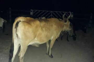 Fiscalização apreende 16 cabeças de gado em Guanambi. Foto:Smtran