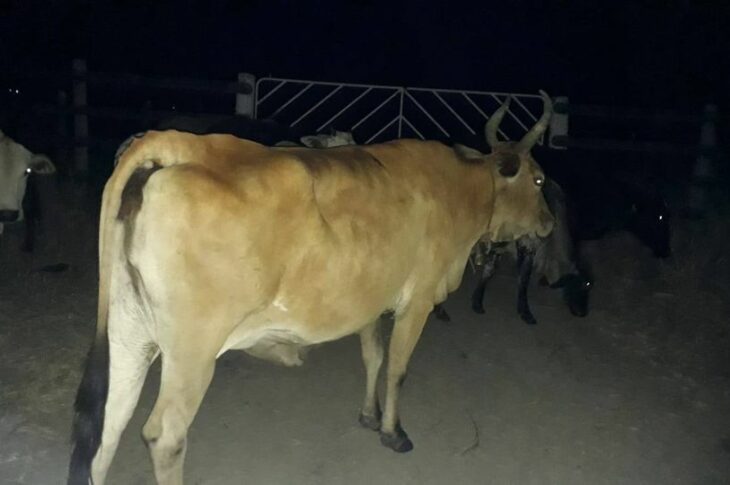 Fiscalização apreende 16 cabeças de gado em Guanambi. Foto:Smtran