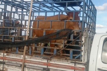 Animais soltos nas ruas de Guanambi são recolhidos. Foto: Smtran