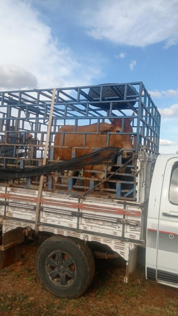 Animais soltos nas ruas de Guanambi são recolhidos. Foto: Smtran