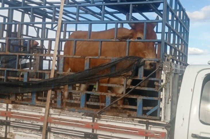 Animais soltos nas ruas de Guanambi são recolhidos. Foto: Smtran