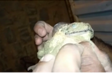 Sapo é encontrado com a boca colada no distrito de Parateca. Foto: reprodução leitor