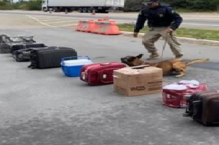 Droga apreendida em Vitória da Conquista. Foto: Divulgação / PRF na Bahia