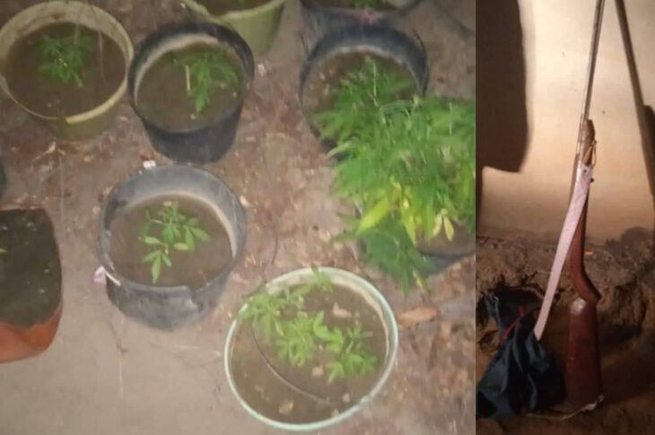 PM apreende dez pés de planta semelhante à maconha. Foto: reprodução Polícia Militar