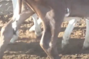 Bezerra nasce com dois sexos. Foto: reprodução Tudo da Região