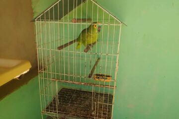 Papagaios apreendidos em Carinhanha. Foto: Polícia Militar