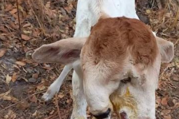 Bezerro nasce com duas cabeças. Foto: reprodução Blog do Anderson