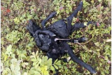 Filhote de ovelha nasce com dois corpos e oito patas. Foto: reprodução Acorda Cidade.
