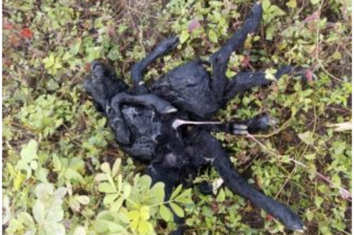 Filhote de ovelha nasce com dois corpos e oito patas. Foto: reprodução Acorda Cidade.