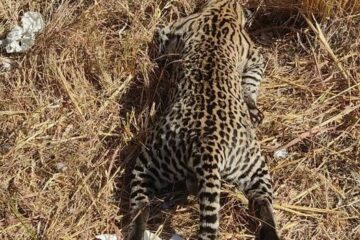 Jaguatirica encontrada morta na BA-573. Foto: reprodução Blog do Latinha