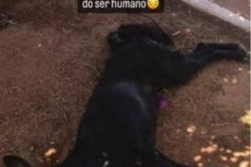 Moradores denunciam envenenamento de cachorros em Coribe. Foto: reprodução Notícias da Lapa
