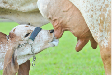 Bezerro mamando. Foto: reprodução Alta Genetics