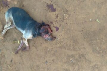 Idoso preso suspeito de matar cachorro com golpes de machado. Foto: populares